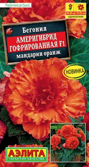 Семена Бегония Америгибрид гофрированная F1 мандарин оранж.<br>
 <br>
 Феноменально крупный цветок! При хорошем уходе достигает 23 см. в диаметре! Шедевр селекции. Выведена в американской фирме PanAmerican Seed, которая уже в пятом поколении специализируется на клубневых бегониях. Таким потенциалом крупноцветковости не может похвастаться ни одна из известных серий. Растение имеет кустовой габитус. Высота куста 35-50 см., ширина – 25-30 см. Роскошными густомахровыми цветками в открытом грунте можно любоваться все лето. При выращивании в горшках бегония цветет с апреля по ноябрь. К концу вегетации формируются клубни диаметром 4-6 см., которые можно сохранить зимой при температуре не выше +10 °С и использовать для посадки в следующем сезоне.<br>
 <br>
 &nbsp;Семена в гранулах! Гранулы располагают на поверхности почвы, не заделывая их, хорошо увлажняют из распылителя. При попадании влаги на гранулу оболочка должна раствориться. Посевы накрывают стеклом для сохранения постоянной влажности до полных всходов. Всходам требуется подсветка, но не более 10 часов в сутки.<br>