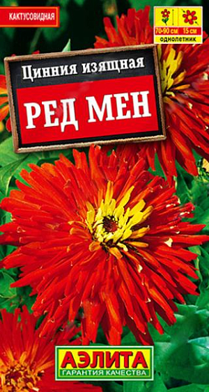Семена&nbsp;Цинния кактусовидная Ред мен.&nbsp;Великолепный яркий сорт. Образует мощный куст высотой 70-90 см, с множеством крепких цветоносов. Соцветия густомахровые, кактусовидные, диаметром 13-15 см. Цветение раннее, обильное и продолжительное. Каждое соцветие на растении сохраняет декоративность до 35 дней. Растения используют для оформления цветников и на срезку.<br>
 <br>
 Циннии – растения теплолюбивые, быстрорастущие, относительно засухоустойчивые. Предпочитают солнечные участки с дренированными почвами среднего плодородия, нейтральной кислотности. В южных регионах возможен безрассадный способ выращивания.<br>