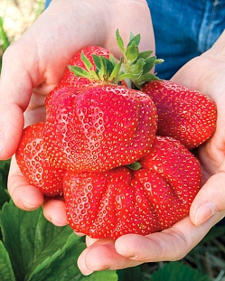 Саженцы Клубника (Земляника) садовая Чамора туруси