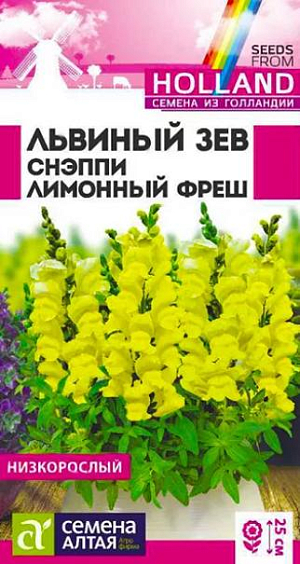 Семена Львиный зев Снэппи Лимонный фреш<br>
 <br>
 Великолепный низкорослый однолетник. Серия Snappy - исключительно компактная и очень ранняя, характеризующаяся прекрасным базальным ветвлением растений и богатой цветовой палитрой. Растения выравненные, компактные, не склонны к вытягиванию. Отличаются множеством ярких цветущих побегов высотой 20-25 см. Успешно применяется для создания бордюров, клумб, а так же для выращивания в горшках и контейнерах. Холодостойкое, засухоустойчивое растение. Хорошо растёт на солнечных участках, выносит небольшое затенение. Предпочитает плодородные почвы, не выносит переувлажнения. Выращивают рассадным способом или прямым посевом в грунт. <br>