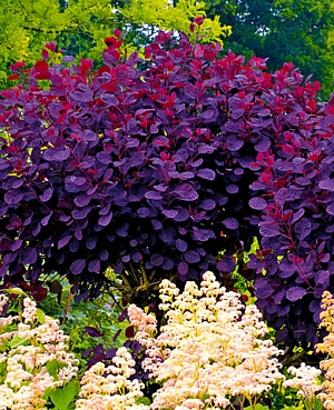 Скумпия Грейс