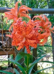 Лилия азиатская махровая Флоре Плено