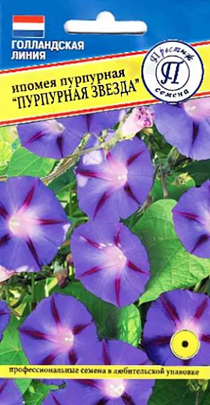 Семена ипомея Пурпурная звезда.<br>
 <br>
 Лиановидное растение с вьющимся, слегка опушенным стеблем. Длина растения - 250 см. Диаметр цветка 7-8 см. Ипомея применяется в вертикальном озеленении. Подходит для беседок, ограждений, изгородей, арок, может декорировать заборы и фасады зданий. С помощью ипомеи можно зонировать участок. С южной стороны дома возможно выращивание ипомеи на балконе. <br>
 <br>
 Посев семян проводится в мае, непосредственно в грунт. Семена замачивают на сутки в теплой (25-30 градусов) воде. Всходы появляются через 7-10 дней. В первые три месяца после посева растения растут очень медленно. Сеянцы пересаживают обязательно с комом земли, выдерживая расстояние между растениями 30-50 см. Период цветения с июля-августа и до первых заморозков. Ипомея требует интенсивного освещения. Желательна защита от ветра. Ипомея нетребовательна к почвам, но предпочтительна питательная, рыхлая, хорошо дренированная почва.<br>
 <br>
&nbsp;Для роста ипомеи необходима вертикальная опора. Уход заключается в прополках, умеренном, но регулярном поливе. Растение не выносит застаивания воды на участке. Подкормки рекомендуются только весной, в период активного роста.