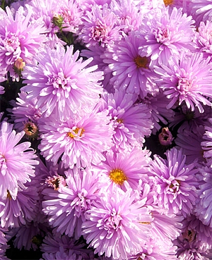 Астра новобельгийская Феллоушип