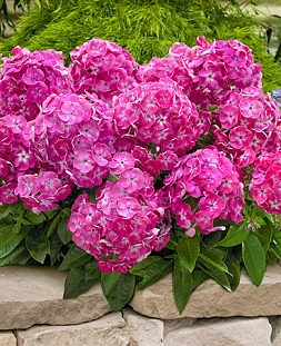 Саженец Флокс метельчатый Бамбини Свит тарт