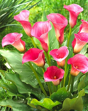 Калла Капитан Романс