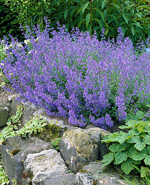 Котовник фассена Блю Вандер