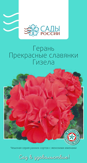 Герань Прекрасные славянки Гизела

Пеларгония зональная, или садовая, известна также как герань. Широко используется не только как комнатное растение, но и для украшения балконов, клумб, рабаток, различных цветочниц. При семенном размножении получается, как правило, более выравненный и здоровый посадочный материал. Цветки ярких окрасок образуют крупные соцветия, обильно цветут в течение всего сезона до самых морозов. Растения компактные с выразительной листвой, высокоустойчивы к вредителям и неблагоприятным погодным условиям.