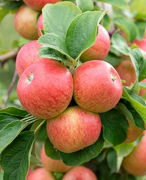 Саженцы Яблоня Деликатес