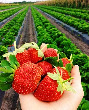 Саженцы клубники (земляники) садовой Фестивальная