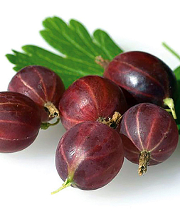 Саженцы Крыжовник Спайнфри