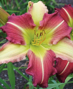 Лилейник Майк Рид