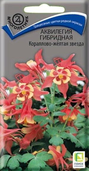 Семена Аквилегия гибридная Кораллово-жёлтая звезда.<br>
 <br>
 Грациозные цветки редкой окраски.&nbsp;Изящное растение с ажурными сизоватыми листьями. Куст красивой формы, высотой 70 см. Цветы очень крупные. Цветет с мая по июль. Используют для посадок группами на клумбах, в травянистых бордюрах и на срезку. Срезку производят, когда распускаются первые 3-5 цветков.<br>
 <br>
 <br>
&nbsp;Агротехника.&nbsp;Растение холодостойкое. Предпочитает тень и умеренно влажные удобренные почвы. На одном месте растет 3-5 лет. Размножают посевом семян в открытый грунт в мае - начале июня. Глубина заделки семян 0,5 см. При температуре почвы +18°C всходы появляются на 20-30 день. Всходы прореживают, оставляя расстояние между растениями 20-30 см. Молодые растения зацветают на 2-й год.