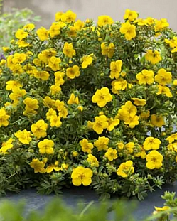 Лапчатка кустарниковая Белла Линдси