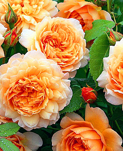 Роза английская Грейс