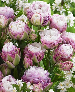 Тюльпан махровый поздний Пегги Вандер