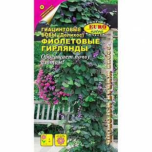 Семена Бобы Фиолетовые гирлянды гиацинтовые