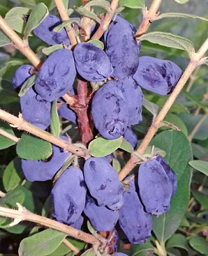 Саженцы Жимолость Хоней Би