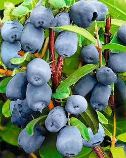 Саженцы Жимолость Бореал бьюти