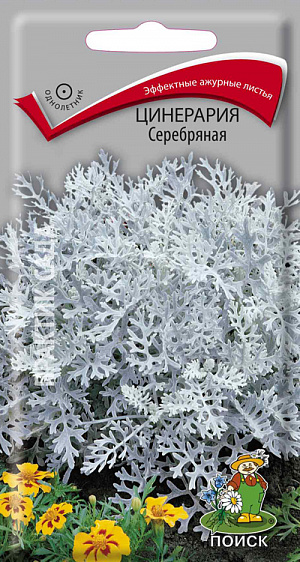 Семена Цинерария Серебряная.
Эффектно обрамляет клумбы, серебро листьев красиво оттеняет растения с красными, розовыми или пурпурными цветами. Растение высотой 15-25 см с глубоко рассеченными серебристо-белыми листьями. Мелкие желтые соцветия малодекоративны и удаляются по мере появления. Великолепно выглядит рядом с шалфеем, бегониями, пеларгониями. 
Агротехника. Растение предпочитает хорошо дренированные почвы и солнечное место. Размножают посевом семян в феврале - марте в рассадные ящики. Семена слегка присыпают мелкозернистым песком. Посадочную емкость накрывают стеклом и ставят в освещенное место. При температуре почвы +18 °C всходы появляются на 7-14 день. Сеянцы пикируют в фазе 2-х настоящих листьев. Рассаду высаживают в середине мая, выдерживая расстояние между растениями 25-30 см.
Семена соответствуют требованиям международных стандартов и ГОСТу РФ 12260-81.