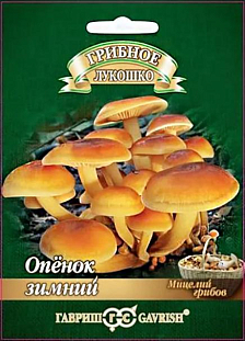Мицелий грибов Опенок зимний Мицелий грибов Опенок зимний