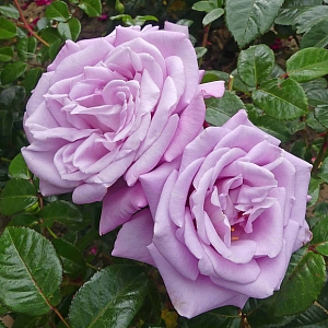 Роза чайно-гибридная Блю Мун