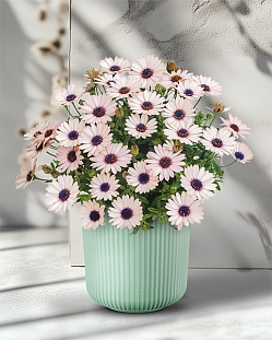 Остеоспермум Саммерсмайл Роузи вайт