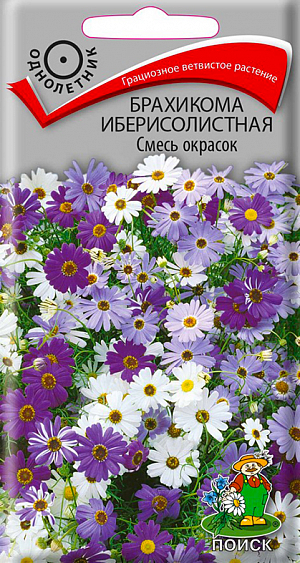 <div>
 Семена Брахикома иберисолистная Смесь окрасок.
</div>
 Очень грациозное, сильноветвистое растение, высотой 25 см. Листья перисто-рассеченные. Декоративные кустики с многочисленными белыми, синими, фиолетовыми или лилово-розовыми цветками обильно цветут с середины июня по октябрь. Используют для клумб, рабаток, бордюров, каменистых горок, горшечной культуры.<br>
 <br>
 <b> Агротехника.</b> Растение предпочитает легкие, плодородные, хорошо дренированные почвы и солнечные места. Размножают посевом семян в марте-апреле в ящики с легким песчаным грунтом. Семена слегка вдавливают в почву, не присыпая землей. Посадочную емкость накрывают стеклом и ставят в освещенное место. При температуре +20°C всходы появляются на 8-12 день. Сеянцы пикируют в фазе 2-3 настоящих листьев. Рассаду высаживают после окончания заморозков. Расстояние между растениями 15-20 см. Для лучшего ветвления верхушки молодых растений прищипывают. Семена соответствуют требованиям международных стандартов и ГОСТу РФ 12260-81.