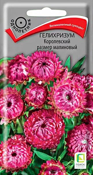 Семена&nbsp;Гелихризум Королевский размер малиновый.&nbsp;&nbsp;Блестящие крупные цветы. Слегка раскидистый куст, достигает высоты 100 см. На каждом растении около 25 малиновых соцветий диаметром 5-6 см. По краю соцветия располагаются суховатые прицветники, создающие впечатление «махровости». Цветет с августа по сентябрь.<br>
 <br>
 &nbsp;Агротехника.&nbsp;Растение предпочитает открытые солнечные места и легкие питательные почвы. Используют для клумб, рабаток. Великолепный сухоцвет, незаменим для зимних букетов. Размножают посевом семян в конце марта – начале апреле. Глубина заделки семян 0,5-1 см. При температуре почвы +18°C всходы появляются через 10-15 дней. Сеянцы содержат при умеренной температуре. Высаживают в открытый грунт в конце мая - начале июня (когда минует угроза поздневесенних заморозков). Расстояние при посадке 25-30 см.&nbsp;<br>
 <br>