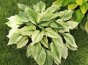 Хоста Сильвер фезер