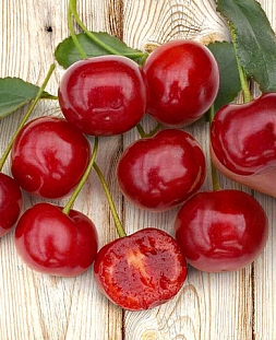 Саженцы Вишня Кармин Джевел