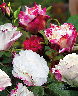 Роза канадская Луиза Багнет