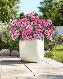 Гвоздика Оскар Пинк энд Перпл