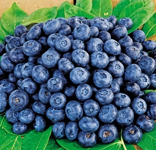 Голубика Кларксвилл