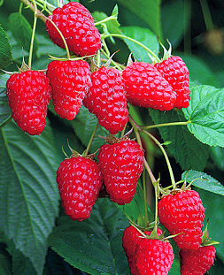 Саженцы Малина Туламин