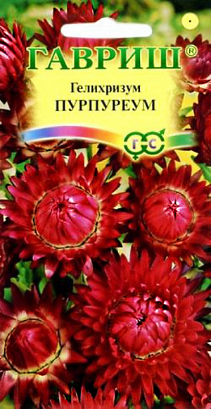<div>
 Семена Гелихризум Пурпуреум.
</div>
Травянистое однолетнее растение семейства Астровые. Кусты слегка раскидистые, достигают 70 см высоты. Цветки собраны в соцветия — корзинки, имеющие очень яркие и многочисленные листочки обертки интенсивной пурпурной окраски. Цветет обильно с июля до заморозков. Предпочитает открытые солнечные места. Размножают семенами, которые высевают в конце марта — начале апреля на рассаду. Всходы появляются через неделю после посева. На постоянное место рассаду высаживают после весенних заморозков, выдерживая расстояние между растениями 30 см. Используется в озеленении (клумбах, рабатках), а также на срезку в качестве лучшего сухоцвета.