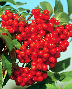 Саженцы Рябина Алая крупная