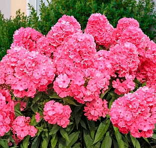 Флокс метельчатый Москвичка