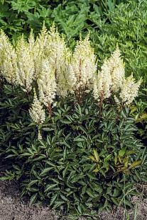 Астильба Уайтберри