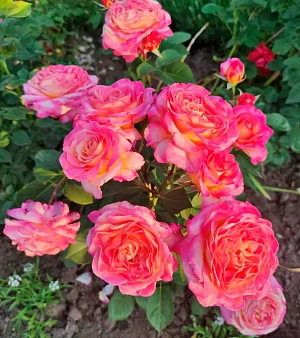 Роза чайно-гибридная Горджес