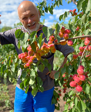 Саженцы Абрикос Саратовский рубин