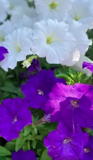 <p>
 Подлинный шедевр среди петуний – «День и ночь» – с великолепными поникающими побегами – не может не вызывать восхищения! На протяжении всего лета будет раскрывать каскады тёмно-фиолетовых и белоснежных соцветий. Крупные цветки очень устойчивы к неблагоприятным погодным условиям и долго сохраняют свою декоративность. Никакое другое растение в такой степени, как петуния, не подходит для оформления комфортных и романтических уголков для отдыха.
</p>
<p>
 Посев на рассаду в феврале-апреле, поверхностно – семена слегка вдавливают в почву, землёй не присыпают, под стекло или плёнку (после появления всходов убирают). Для прорастания петунии необходим свет и температура около 25 °С, при таких условиях всходы появляются на 14-20 день. После появления первых двух настоящих листиков сеянцы пикируют. В открытый грунт высаживают в мае-июне, когда минует угроза заморозков, выдерживая расстояние между растениями 20-30 см. При ранних сроках посева цветение начинается в мае.
</p>