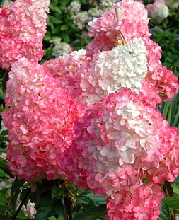 Гортензия метельчатая Пинк Леди