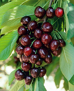 Черешня Ревна Черешня Ревна