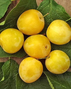 Саженцы Слива Белая медовая