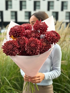 Хризантема корейская Бигуди Перпл