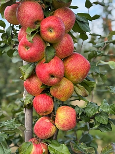 Саженцы Яблоня Хани крисп