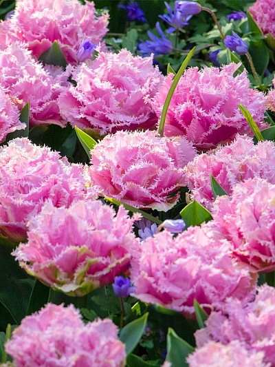 Тюльпан махровый бахромчатый Кэрнс