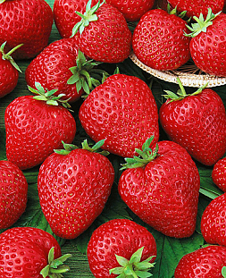 Саженцы Клубники (Земляники) садовой Корона