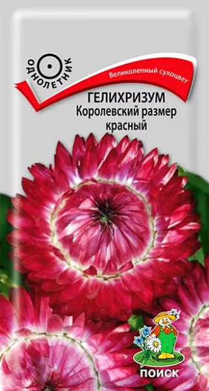 Семена&nbsp;Гелихризум Королевский размер красный.&nbsp;Слегка раскидистый куст достигает высоты 100 см. На каждом растении около 25 красных соцветий диаметром 5-6 см. По краю соцветия располагаются суховатые прицветники, создающие впечатление «махровости». Цветет с августа по сентябрь.<br>
 <br>
&nbsp;Агротехника.&nbsp;Растение предпочитает открытые солнечные места и легкие питательные почвы. Используют для клумб, рабаток. Великолепный сухоцвет, незаменим для зимних букетов. Размножают посевом семян в конце марта – начале апреле. Глубина заделки семян 0,5-1 см. При температуре почвы +18°C всходы появляются через 10-15 дней. Сеянцы содержат при умеренной температуре. Высаживают в открытый грунт в конце мая-начале июня (когда минует угроза поздневесенних заморозков). Расстояние при посадке 25-30 см.